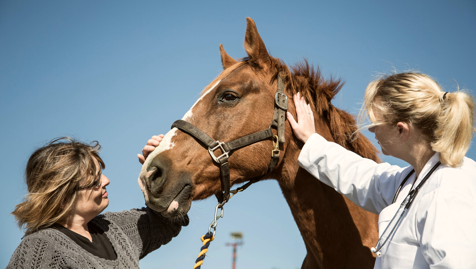 horse receiving vet treatment